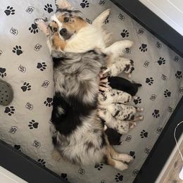 Australian Shepherd Puppies from Mezzo Australian Shepherds