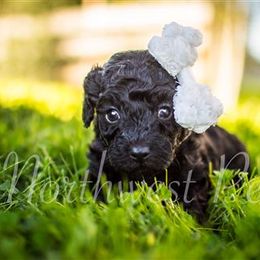 Poodle Puppies from Moore Poodles