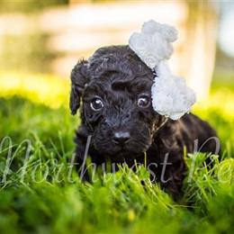 Poodle Puppies from Moore Poodles