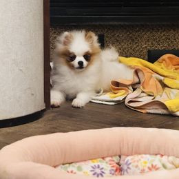 Mami - Tri-colored female Pomeranian puppy in Harrisonville, Missouri from Cindy's Pomeranians