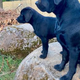 Labrador Retriever Puppies from Corner Crest Labs