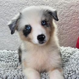 Isla - Blue merle female Australian Shepherd puppy in Polk City, Florida from Skaky Shepherds