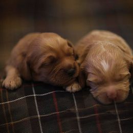 Australian Labradoodle Puppies from Majestic Labradoodles