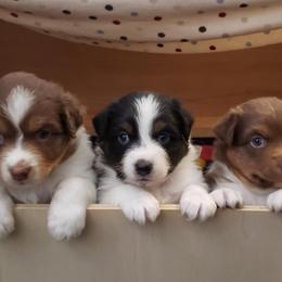 Australian Shepherd Puppies from Laughing Crow Aussies