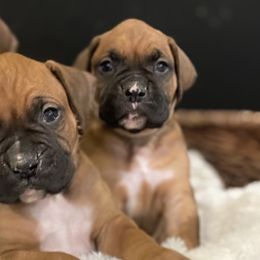 Boxers from Beaut Boxers