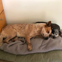 Australian Cattle Dog All Grown Up from Reaver Australian Cattle Dogs