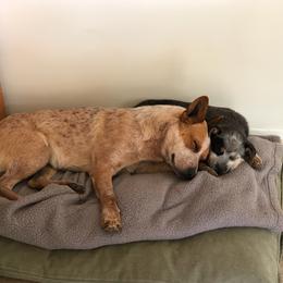Australian Cattle Dog All Grown Up from Reaver Australian Cattle Dogs