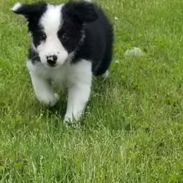 Border Collie Puppies from Bond Border Collies