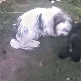Cookie - Lhasa Apso