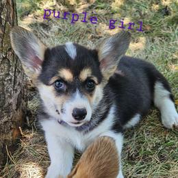 Purple girl - Black and tan female Pembroke Welsh Corgi puppy in Corvallis, Montana from Montana Corgi Corral
