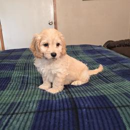 Levi - Buff and white male Cockapoo puppy in Copan, Oklahoma from Tatums cavapoos
