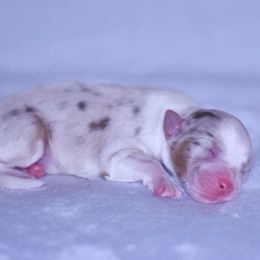 Hans - Red merle male Australian Shepherd puppy in Easton, Missouri from MMA Kennel