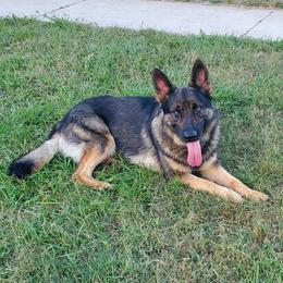 Coby - German Shepherd
