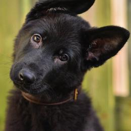 German Shepherd Puppies from Von Müllerstrand