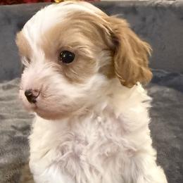Cavapoos and Goldendoodles from Agape Southern Farms