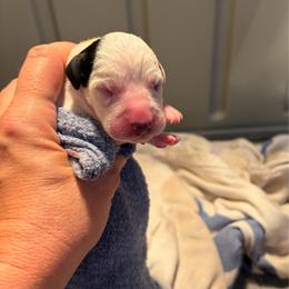 Girl 1 - White and black female Dalmatian puppy in Claremore, Oklahoma from Lotsofdots Dalmatians