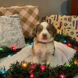 Miniature Australian Shepherd Puppies from Kehlani Falls Mini Aussie’s