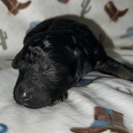Ranger - Black tri-color male Aussiedoodle puppy in Liberty, Texas from Poodles and Doodles Most Excellent Adventures