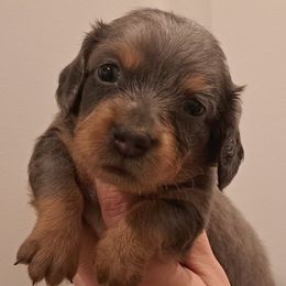 Blue dapple - Blue and tan female Dachshund puppy in Winter Haven, Florida from Gateway 2 Little Paws