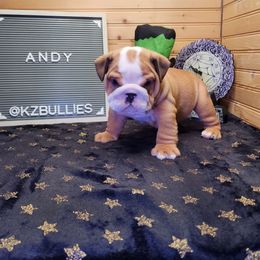 Andy - Fawn and white male Bulldog puppy in Hillsdale County, Michigan from KZ Bullies LLC