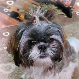 Chihuahuas and Shih Tzus from CrazyLove Kennels