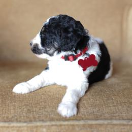 Red collar female - Black and white female Bernedoodle puppy in Scottsboro, Alabama from Dixie Land Doodles