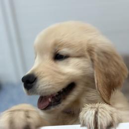 Dachshund and Golden Retriever Puppies from Grove Haven Canines