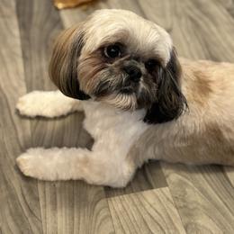 Maleah - Shih Tzu