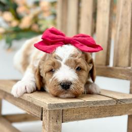 Pearl - Parti female Goldendoodle puppy in Queen Creek, Arizona from Goldendoodle AZ