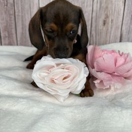 Dachshund Puppies from Harrison Farm