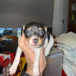 Riley Pup 5 - White black and tan female Toy Fox Terrier puppy in Clermont, Florida from Debbie Hiles's Toy Fox Terriers