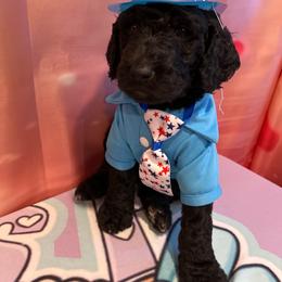 Bri Brian Petersen - Silver male Poodle puppy in Mobile, Alabama from Semmy’s Standard Poodle LLC