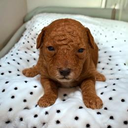 Diego - Red  male Poodle puppy in Davie, Florida from Dave Poodles