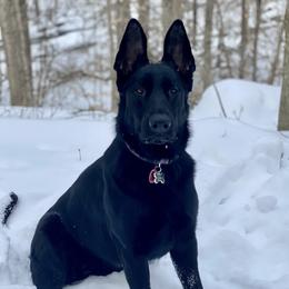 Leia - German Shepherd
