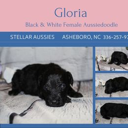 Gloria - Black and white female Aussiedoodle puppy in Asheboro, North Carolina from Stellar Aussies