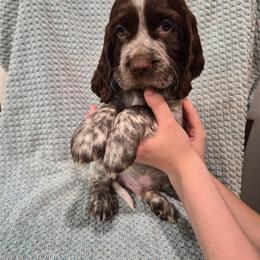 Black - Liver white and roan male English Springer Spaniel puppy in South Williamsport, Pennsylvania from Hoppin Honey Homestead