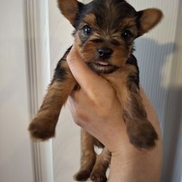 Yorkshire Terrier Puppies from The Yorkies and Us