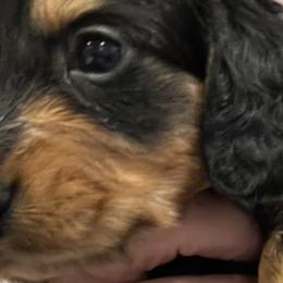 Dachshunds from Tippecanoe Mini Dachshund
