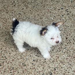 AKC Registered Grace - Chocolate, tan and white female Yorkshire Terrier puppy in Eustis, Florida from Angel Spun Yorkies