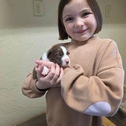 Bree - White and red female Border Collie puppy in Ripley, Oklahoma from Adventure5 Border Collies
