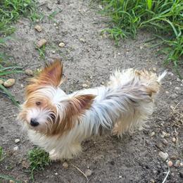 YM Yorkies Parti Millie - Parti female Yorkshire Terrier puppy in Lakeland, Florida from You Me & The Yorkies