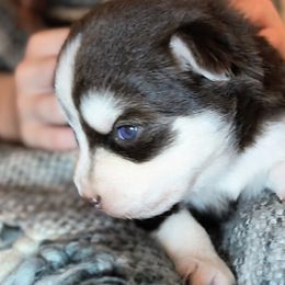 Boy 3 - male Pomsky puppy in Menahga, Minnesota from Mini Pomsky Puppies