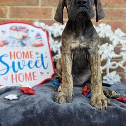 Nagini - Brindle female Great Dane puppy in Arlington, Texas from Scoober Danes