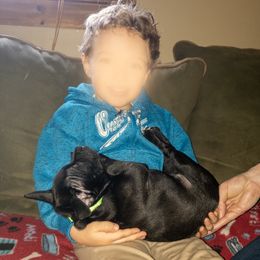 Staffordshire Bull Terrier Puppies from Ol'Wood Stafford's