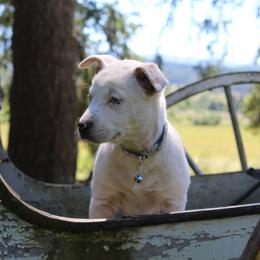 Silver - Red mottled male Australian Cattle Dog puppy in Willamina, Oregon from Cherished Chihuahuas