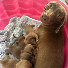 Nestle - Dachshund