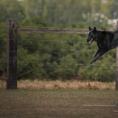 Belgian Sheepdogs from Isengard