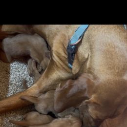 4th pick Girl - Red golden female Vizsla puppy in Boaz, Alabama from MountainTop Vizslas