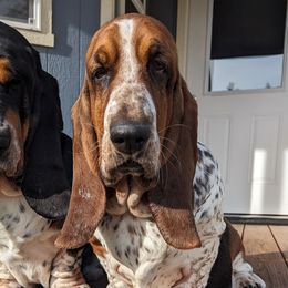 Rosemary  - Basset Hound