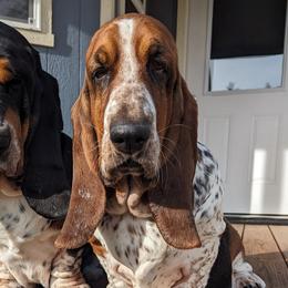 Rosemary  - Basset Hound